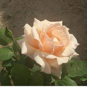 Meet your Posher, Kiley